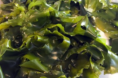 Seaweed Food Safety | National Seaweed Hub