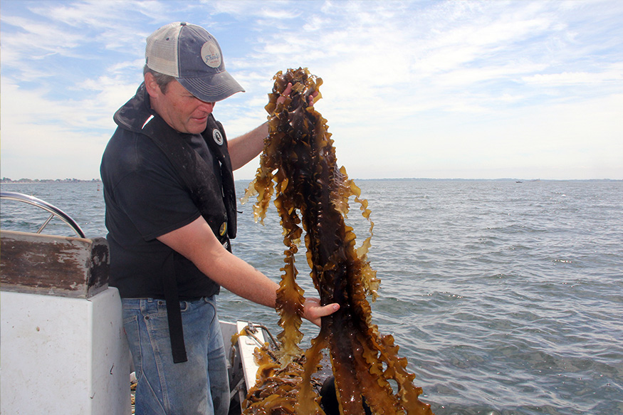 man holding kelp on a boat