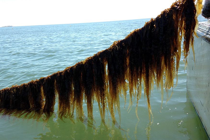 long string of brown sugar kelp hanging from boat into water on Long Island Sound