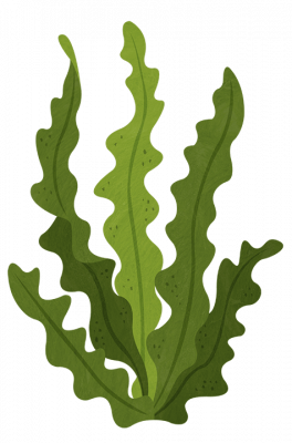 Seaweed Illustration