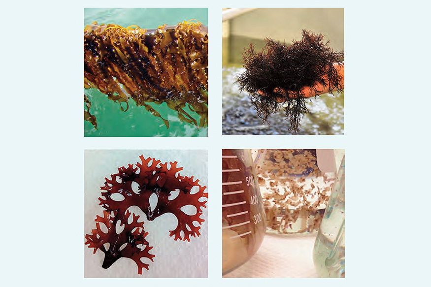 photo collage of seaweed