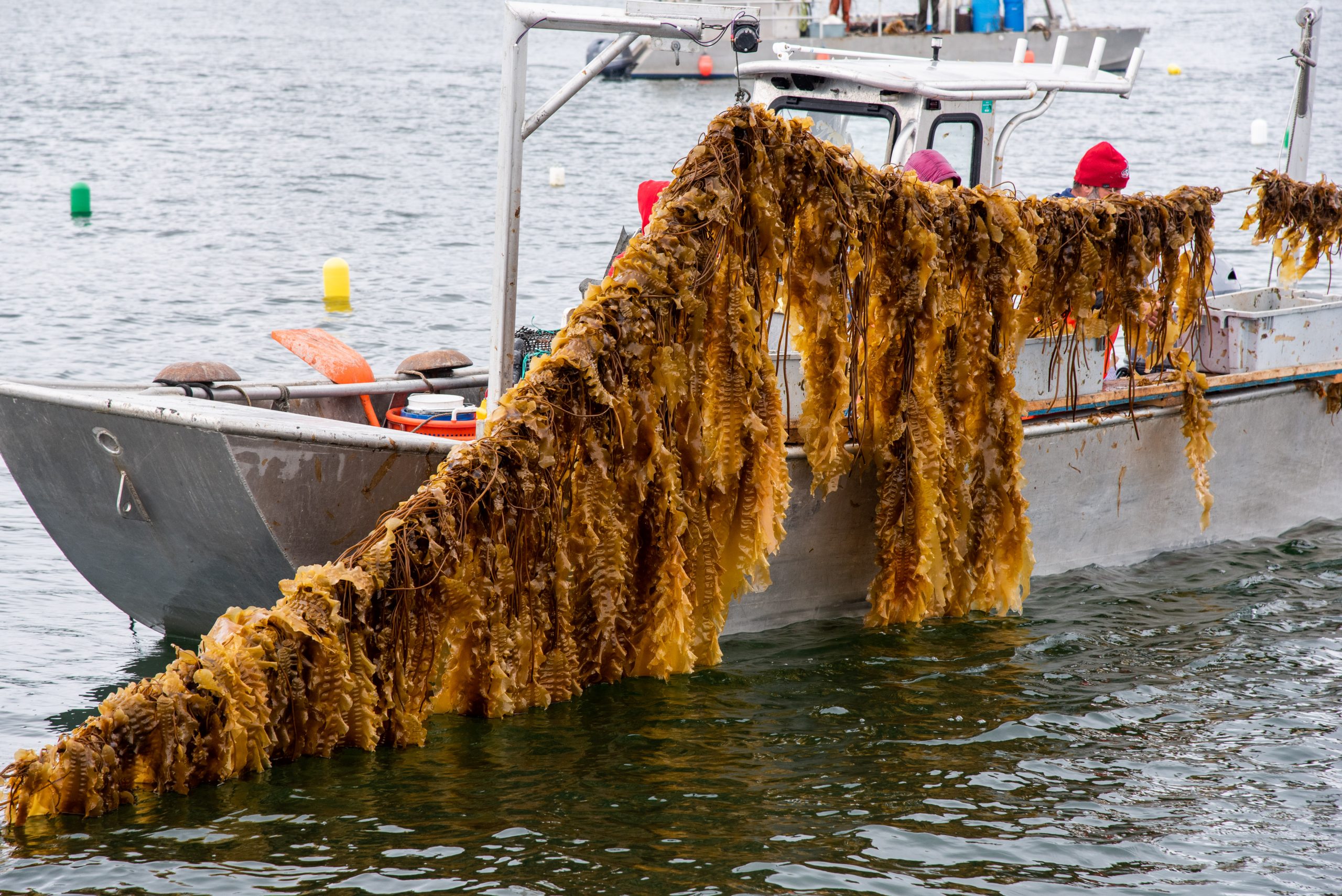 harvesting kelp in a boat on the water