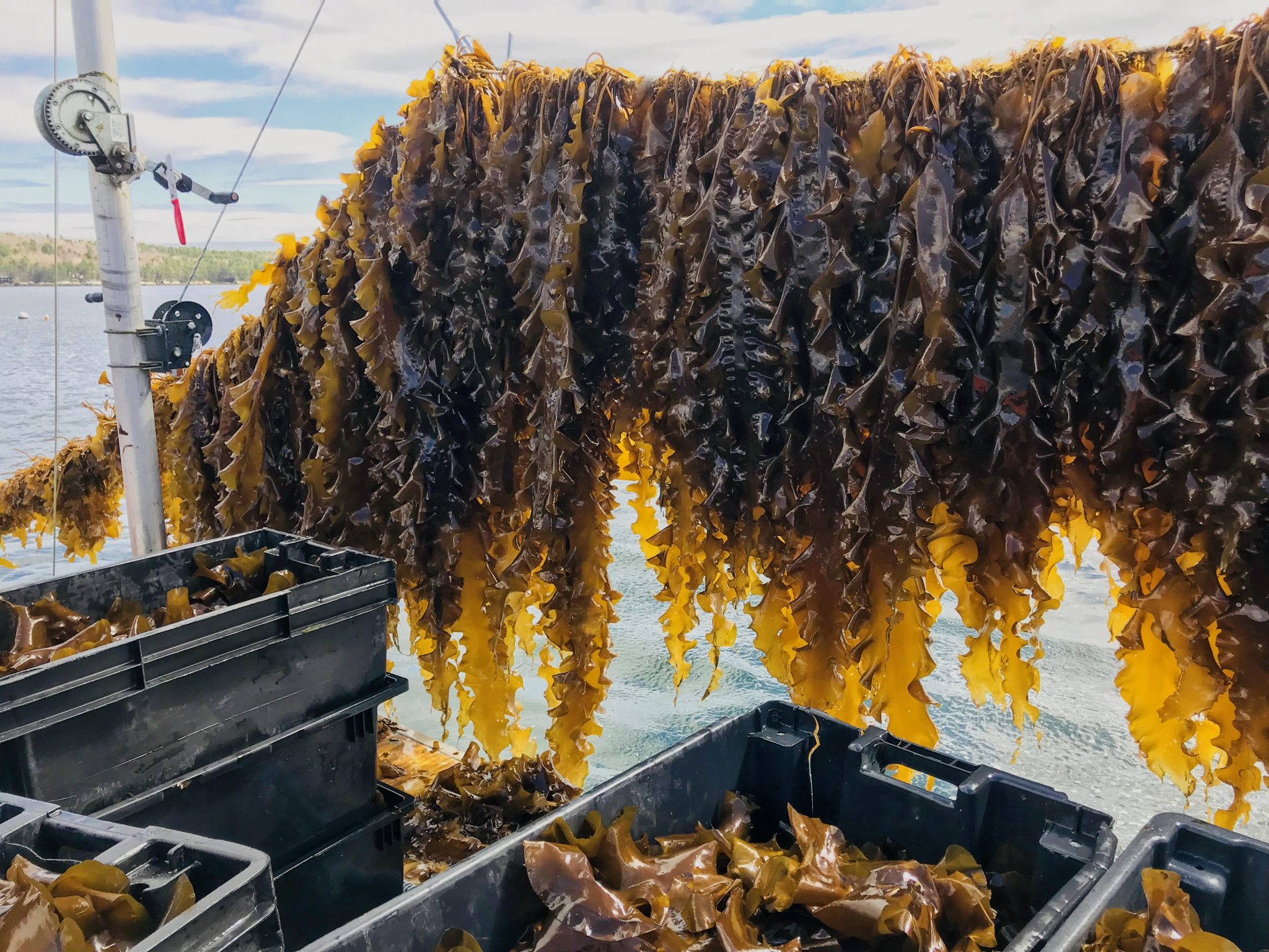 Paper on Deepocean Sinking of Seaweed for Carbon Sequestration