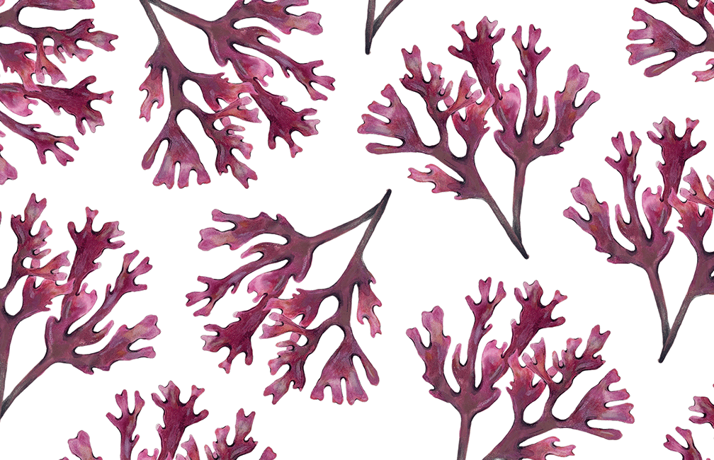 Illustrated image of Dulse