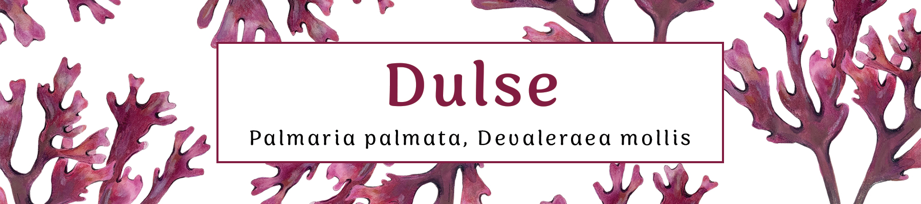 Illustrated image of Dulse Seaweed