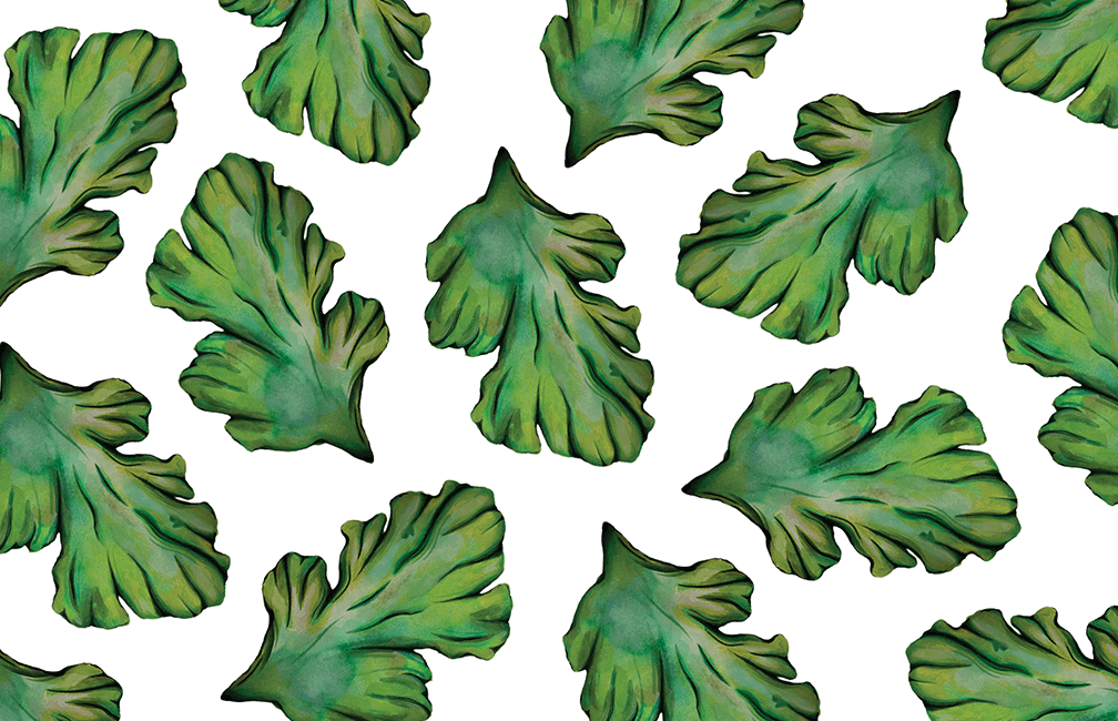 Illustrated image of Sea Lettuce Seaweed