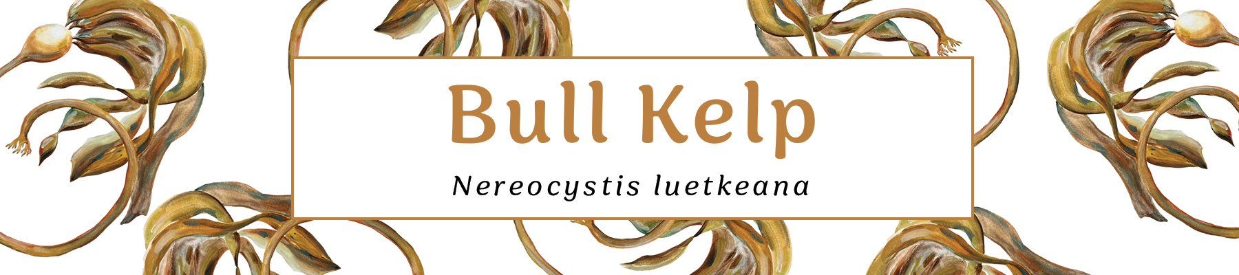 illustration of bull Kelp