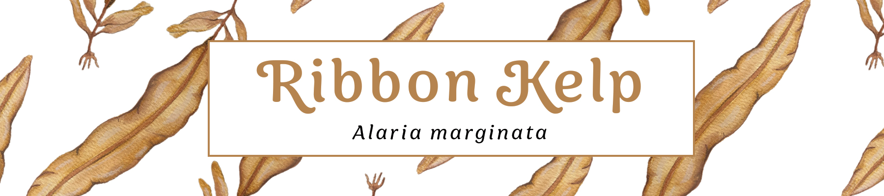 illustration of Ribbon Kelp