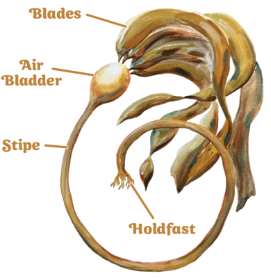 illustration of bull kelp