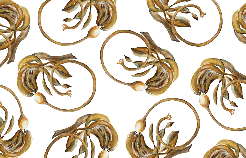 illustration of bull kelp