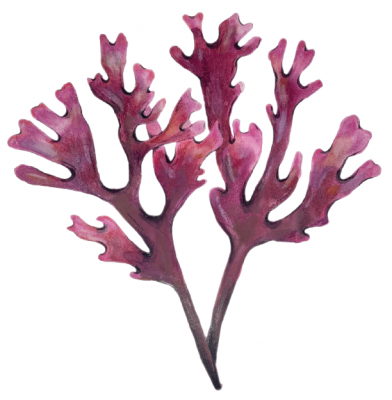 illustration of dulse