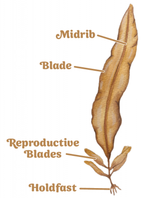 illustration of ribbon kelp