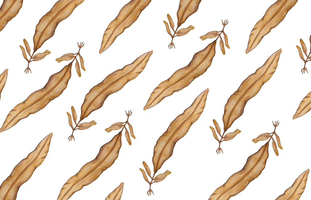 illustration of ribbon kelp