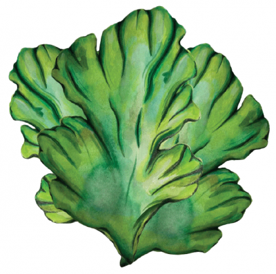 illustration of sea lettuce