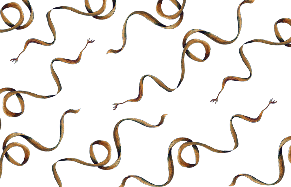 illustration of skinny kelp