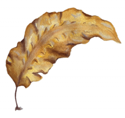 illustration of sugar kelp