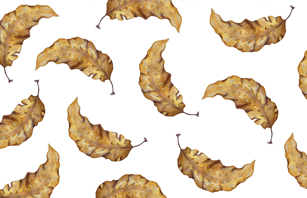 Illustrated image of Sugar Kelp seaweed