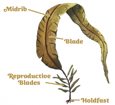 illustration of winged kelp